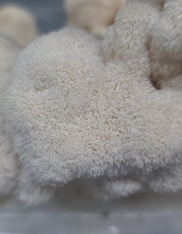 Close-up of a fluffy Lion's Mane mushroom fruiting from beginner kit.