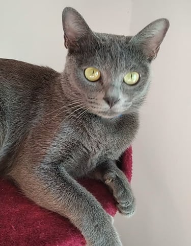 Gata korat