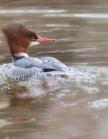 Female hooded merganser in the water.