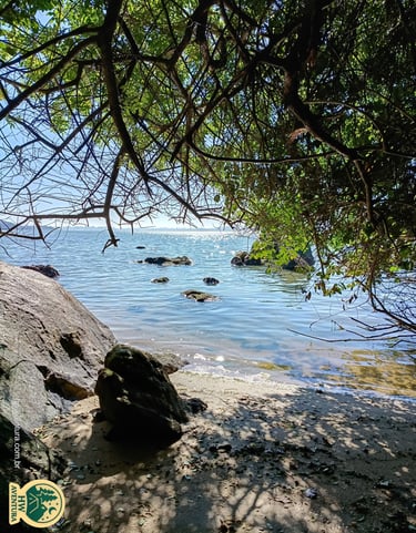 Vista em meio à vegetação, mostrando a areia da praia e o mar ao fundo