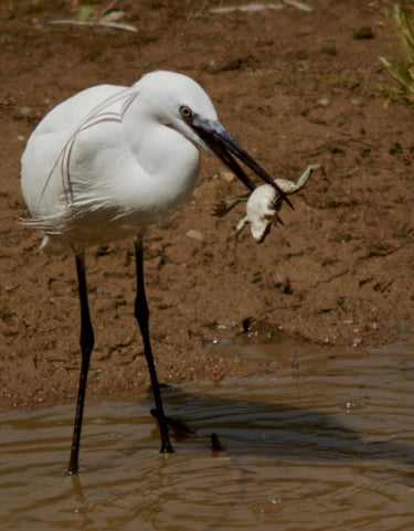 Una garza común en el momento que acaba de cazar una rana.