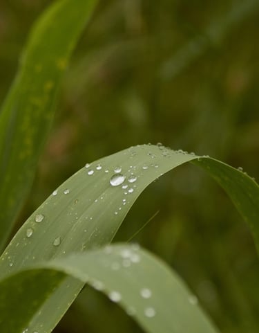 Un primer plano de unas hojas verdes de caña con gotas de agua de rocío.