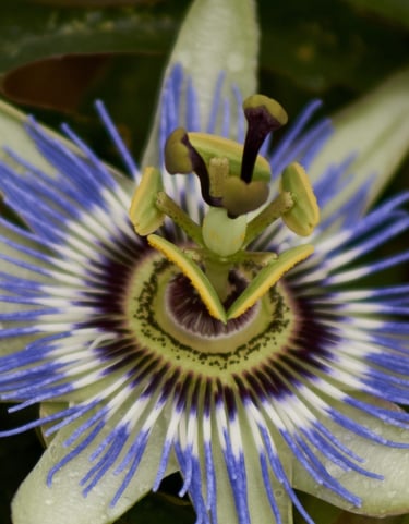 Imagen en primer plano de una pasiflora, una flor de gran belleza.
