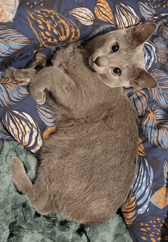 avis de Claire sur Google photo de son chaton Astro