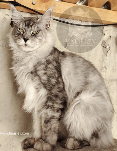 Gato Maine Coon Silver México, Maine Coon Plateado Mexico, Maine Coon en Mexico, Maine Coon Precio
