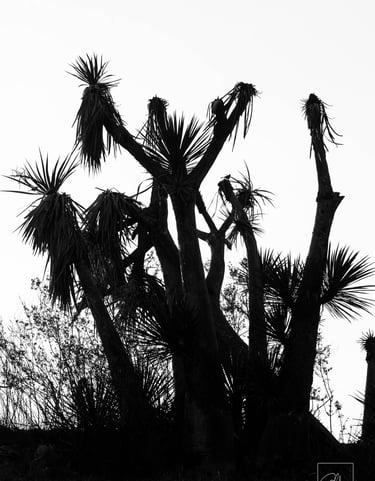 yucca haikus