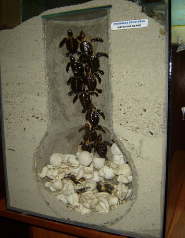 borneo palau selingan turtle nest model