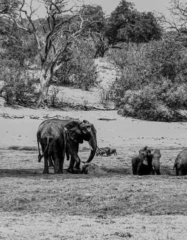 a herd of elephants standing on the river bank
