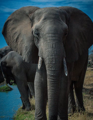 a female elephant facing away from herd of elephants walking along a river