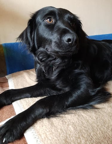 Hotel i salon za pse, Zagrebački duhek