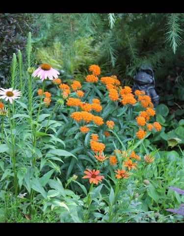 Native Asclepias tuberrosa in the Rain Garden