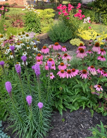 Native Liatris in Front Garden 2022