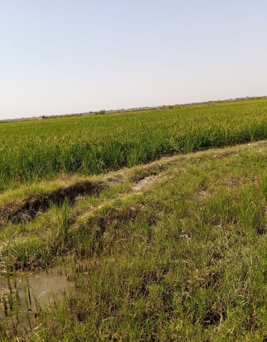 side view of our rice field