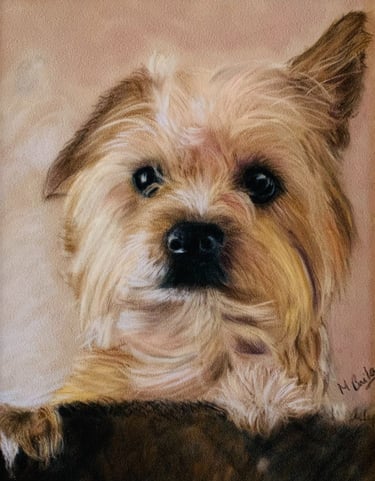 Yorkie Poo Portrait