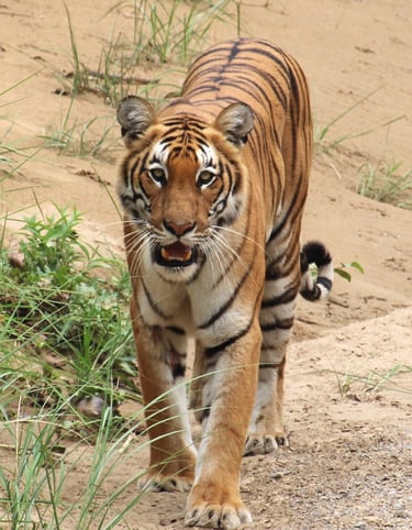 Tiger in Bardia National Park