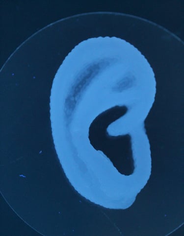 3D bioprinted ear on a glass plate in fluorescent light