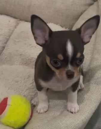 AKC Chihuahua pup adopted—chocolate and white companion from Louisiana resting with ball on dog bed