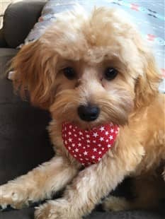 gold-maltipoo