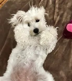 white maltipoo puppy sleeping on the carpet