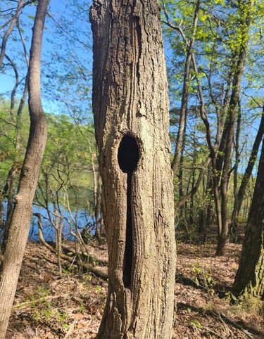 Huntsville, AL -Find the spoon carved into a tree at Madison Nature Trail for a prize