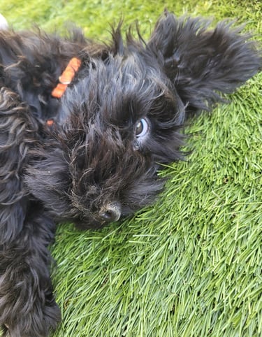 Schnauzer nain