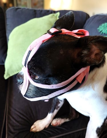 Side view of the mesh face muzzle.