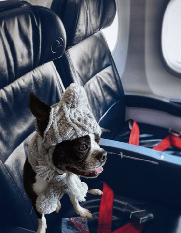Yoki on a plane seat, ready to fly.