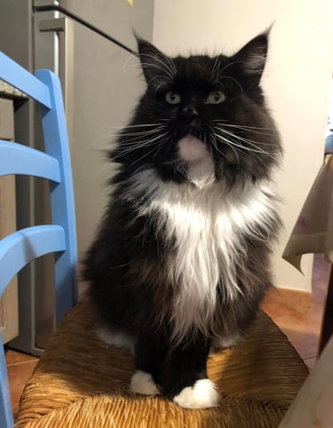 a black cat maine coon polydactylcat sitting on a chair in a kitchen