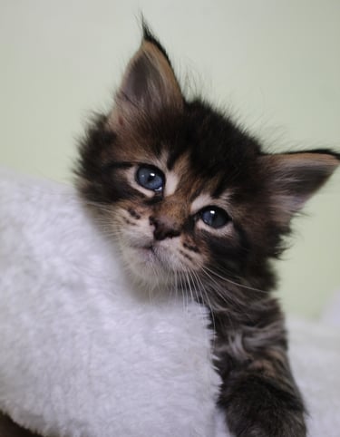 a kitten kitten kitten kitten kitten kitten kitten kitten kitten kitten kitten kitten kitten kitten kitten