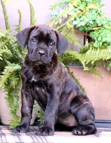 Puppies for Sale 