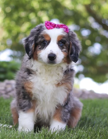 Puppies for Sale