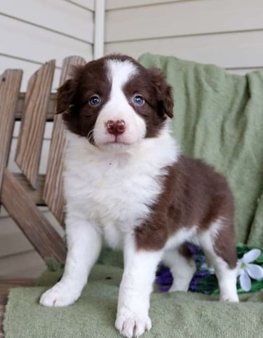 Puppies for Sale
