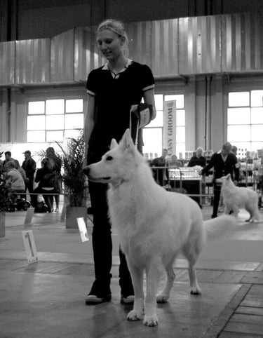 Berger Blanc Suisse de la Comète Blanche White Swiss Shepherd