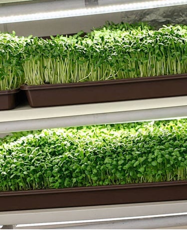 Fresh organic microgreens growing in trays under LED indoor grow lights on shelving.