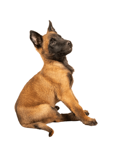 Fotografia perro cachorro en bogota colombia por pneuma