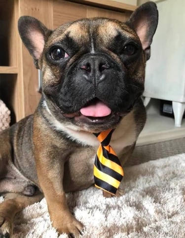 Looking after dogs, Dog Sitting in Risca, Rogerstone, Crosskeys, Highcross in South Wales, UK.