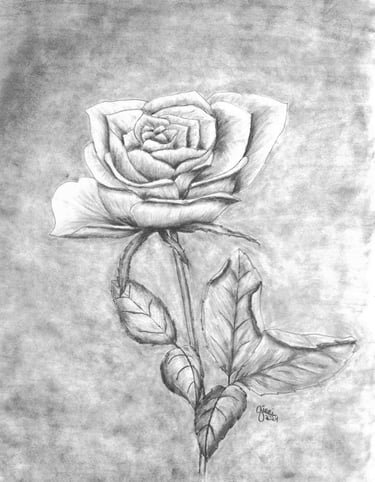 a rose drawing