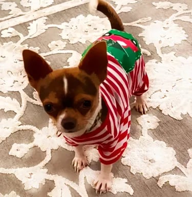 Buddy the AKC Louisiana Chihuahua stud in Christmas PJs—posing proudly on cozy rug