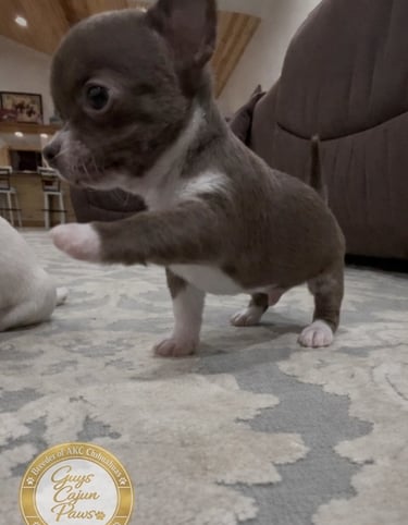A brown and white shorthair Chihuahua puppy standing on a patterned rug indoors.