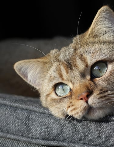 Shorthair cat with green eyes resting on a gray couch.
