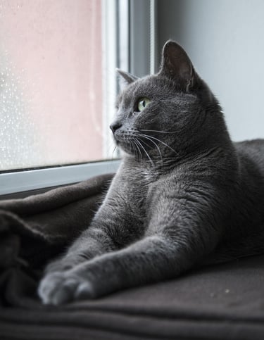 Gray cat with green eyes looking out of a window.