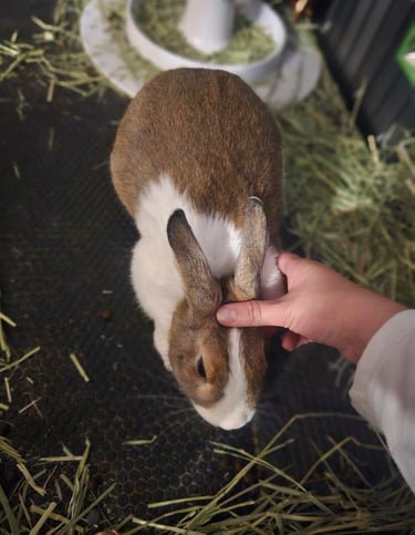 a person holding a rabbit in a cage
