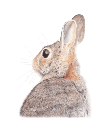 Rabbit wildlife portrait in colored pencil