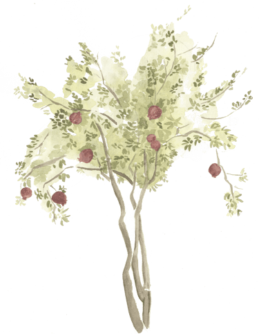watercolor pomegrante tree