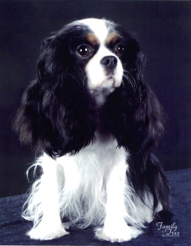 Cavalier King Charles Spaniel