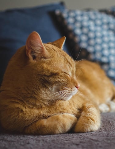 Red tabby cat curled up contentedly on blue couch