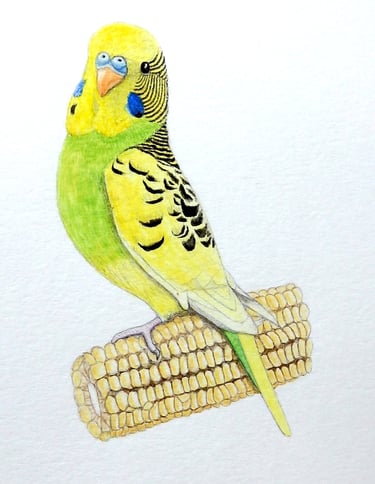 Budgie painting in watercolour by Mandy Garratt