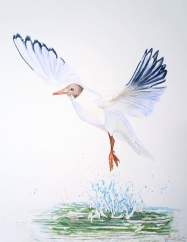 Black headed gull, original painting