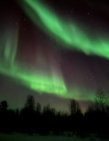Aurores boréales vertes illuminant le ciel nocturne étoilé au-dessus d'une forêt enneigée en Laponie