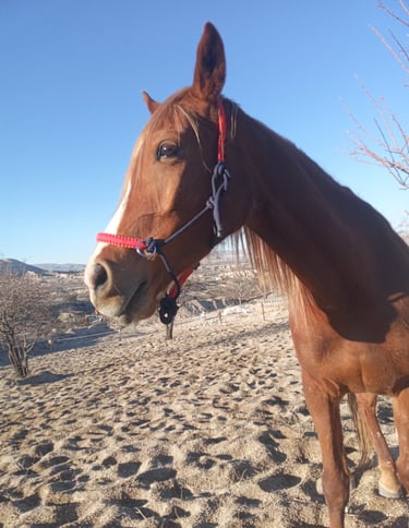 Curious horse
